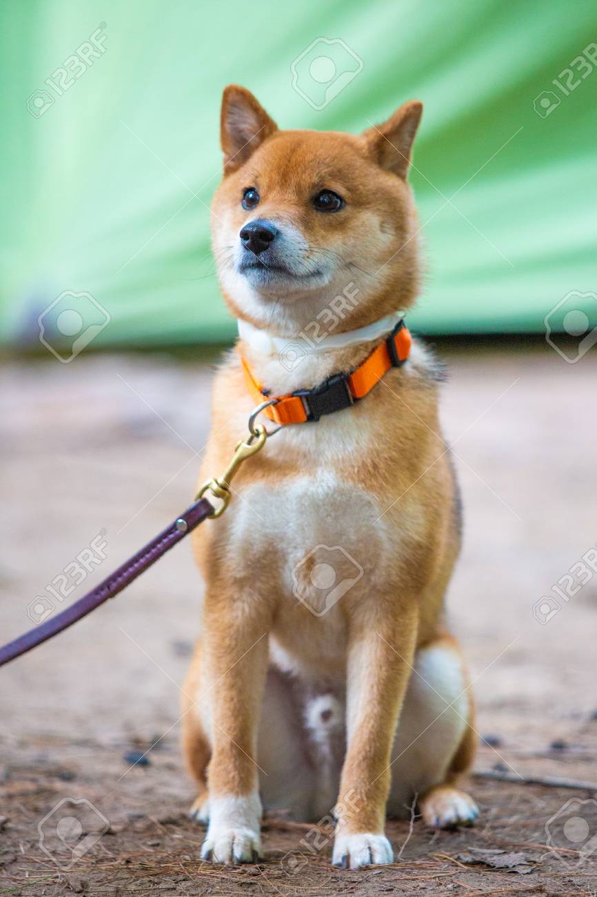 Very Happy Shiba Inu Japanese Dog On The Leash