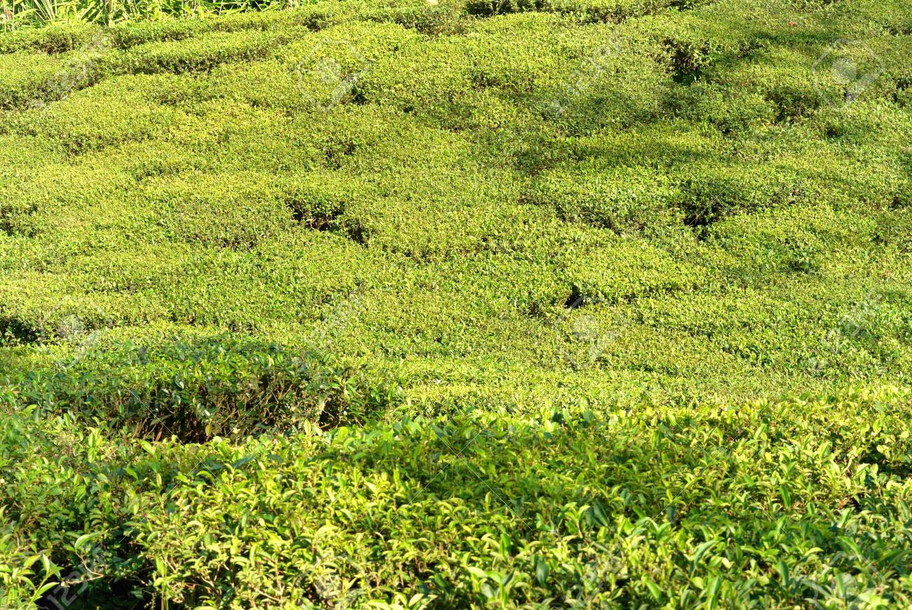 ダージリン インドのプランテーションの緑茶 の写真素材 画像素材 Image