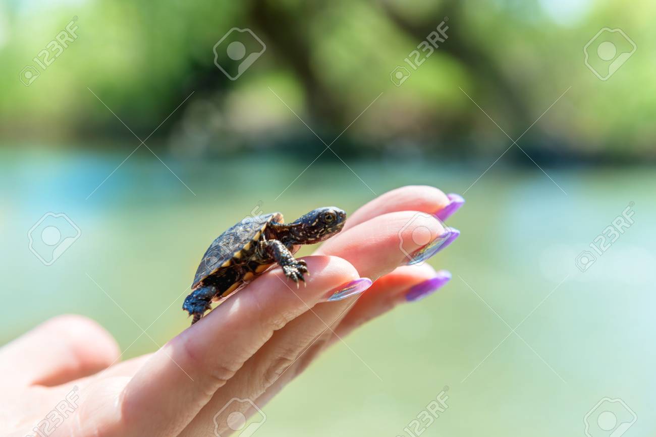 Mini Sea Turtle Pet What Do Turtles Eat? PetMD