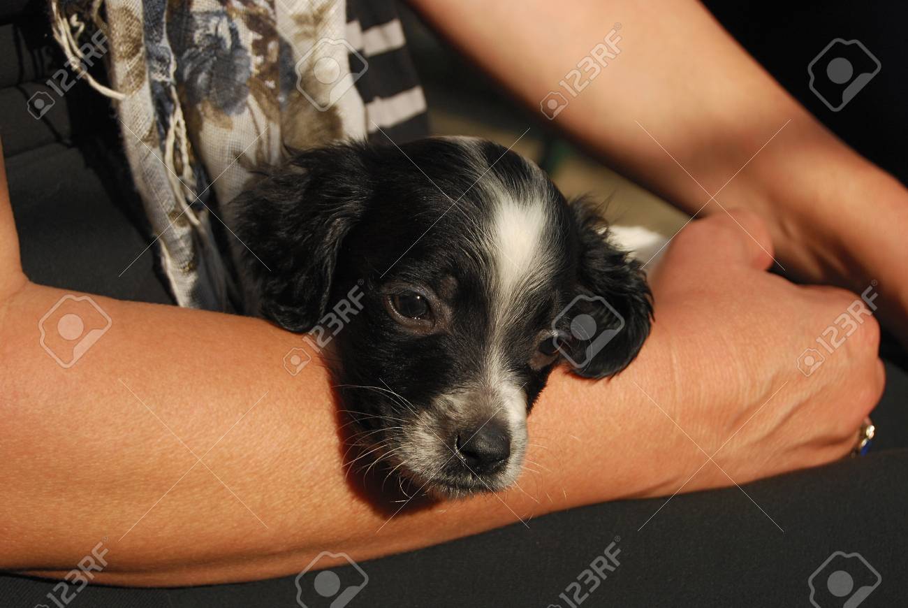 Newborn English Setter Puppy Cradling In Female Hands Stock Photo Picture And Royalty Free Image Image Newborn English Setter Puppy Cradling In Female Hands Stock Photo Picture And Royalty Free Image Image