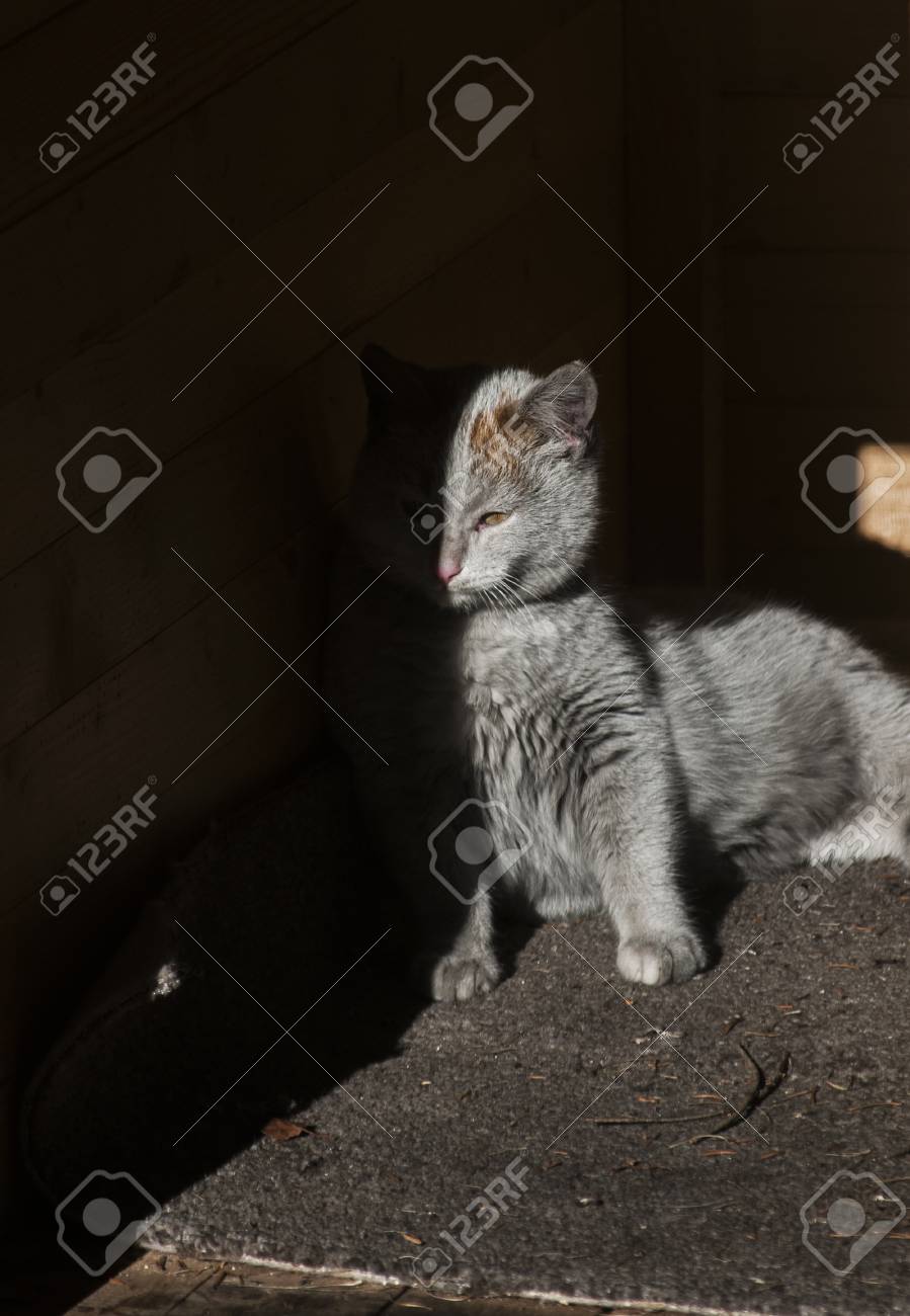 Chat Des Rues Gris Se Trouvant à Lintérieur éclairé Par Le Soleil Dune Cabane De Chien En Bois à Moitié Ombre