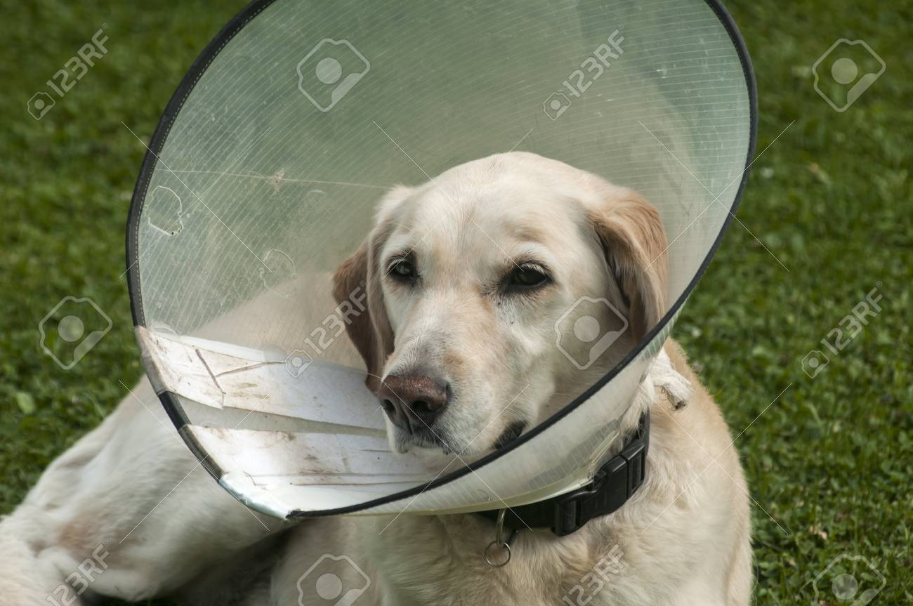 dog anti bite collar