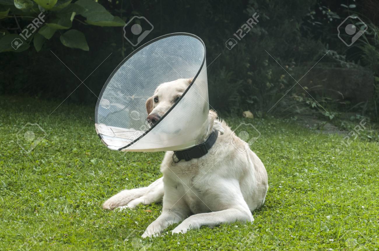 dog with collar cone