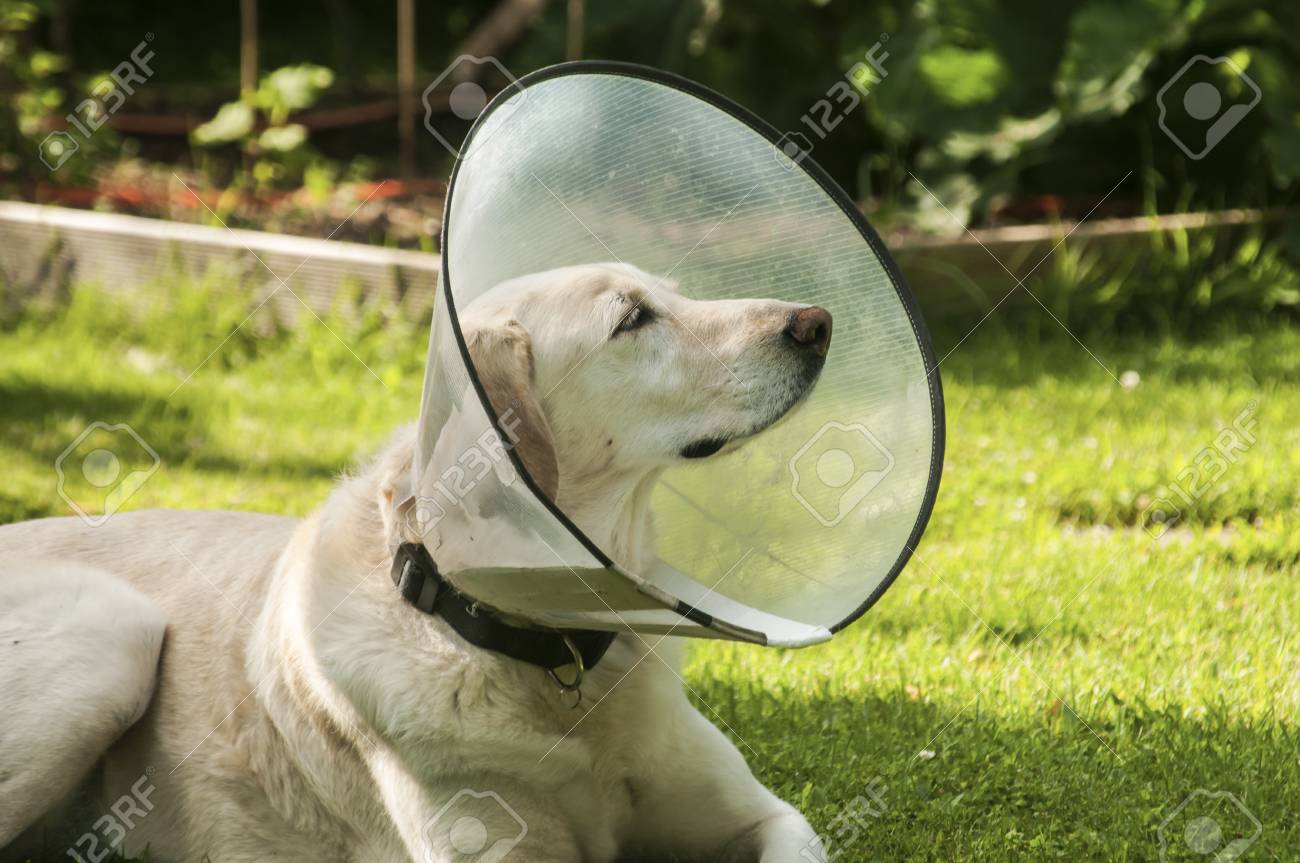 plastic elizabethan collar