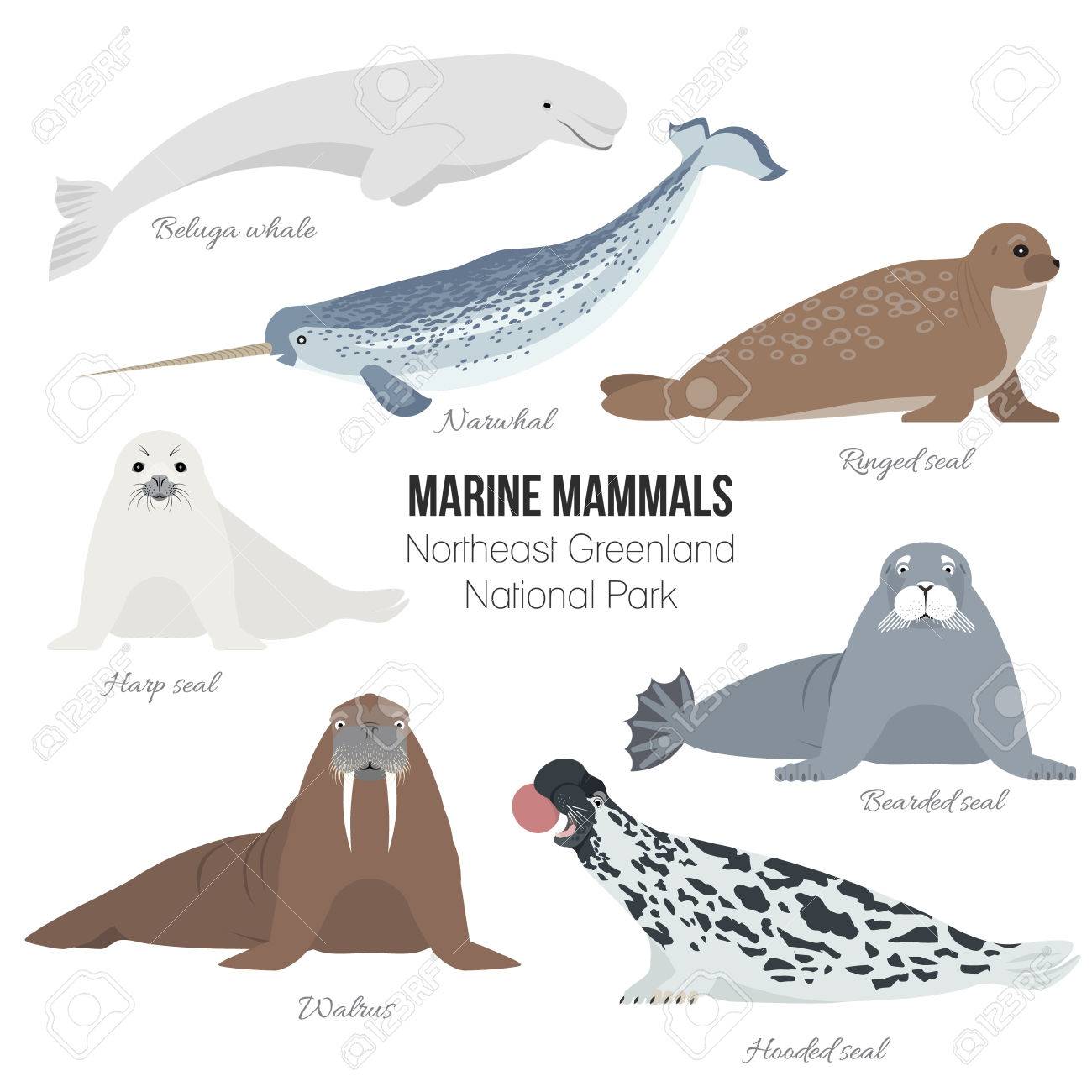Marine Mammals Set Of Greenland National Park. Polar Animals. Walrus, Harp Seal, Narwhal, Bearded Seal, Hooded Seal, Beluga Whale, Ringed Seal Stock Photo, Picture And Royalty Free Image. Image 67694123. Marine Mammals Set Of Greenland National Park. Polar Animals. Walrus, Harp Seal, Narwhal, Bearded Seal, Hooded Seal, Beluga Whale, Ringed Seal Stock Photo, Picture And Royalty Free Image. Image 67694123.
