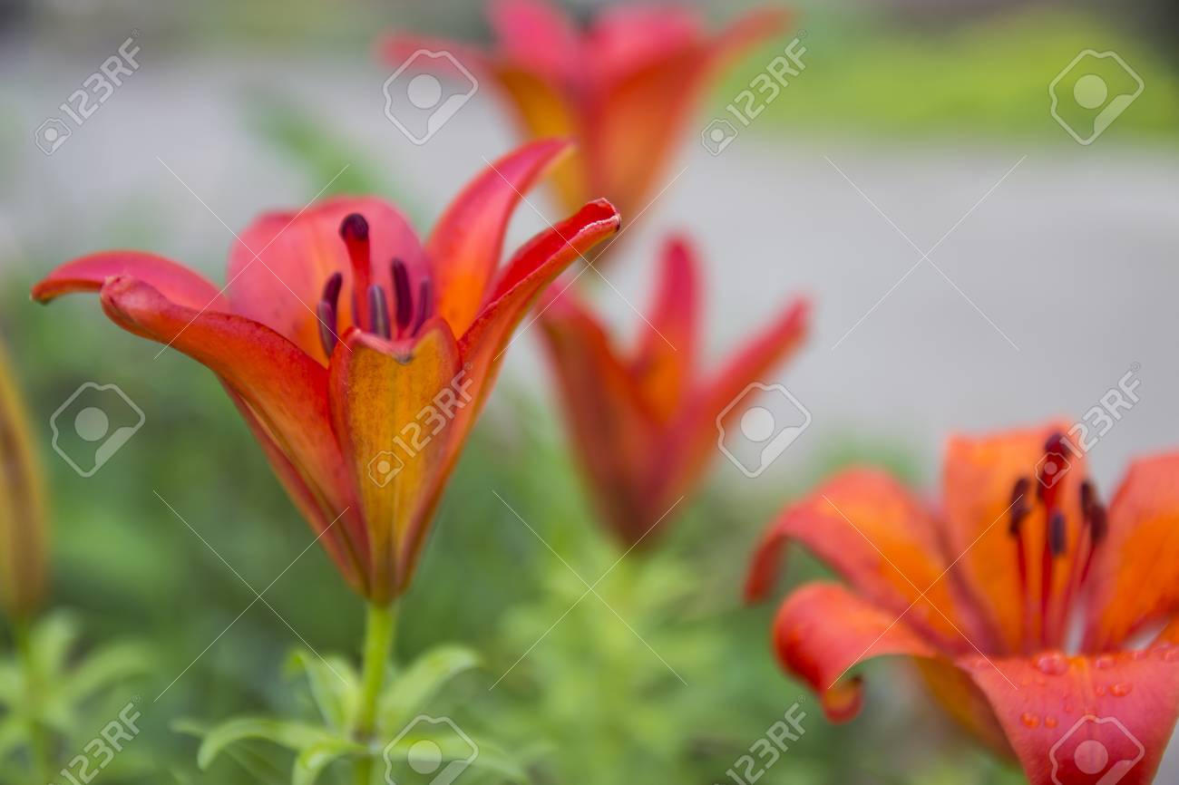 Close Up Picture From A Beautiful Tiger Lilly Flower Stock Photo Picture And Royalty Free Image Image