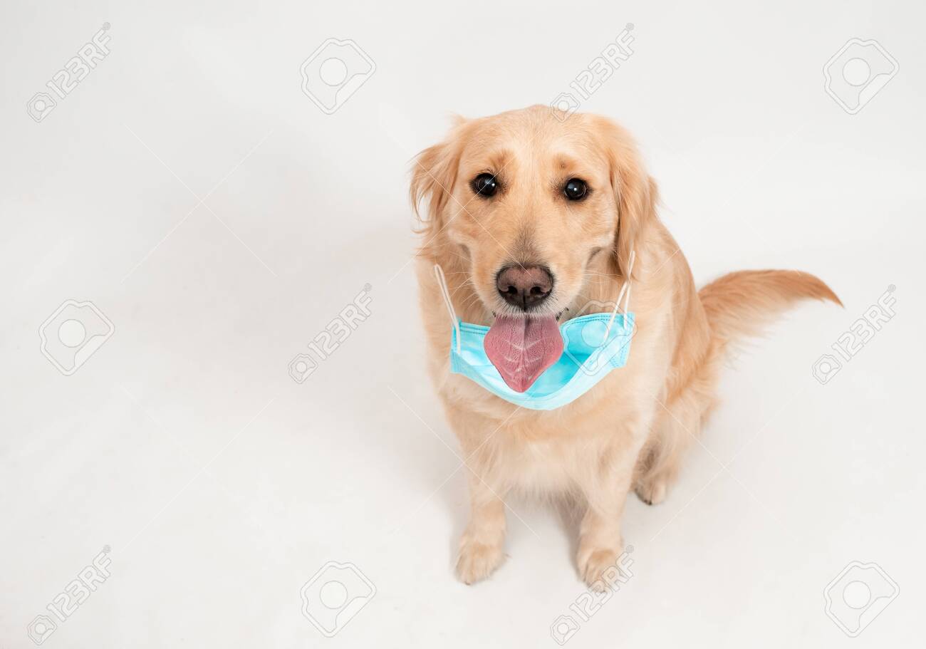 Download Happy Golden Retriever Dog Wearing Medical Mask For Protection Stock Photo Picture And Royalty Free Image Image 147946166 PSD Mockup Templates