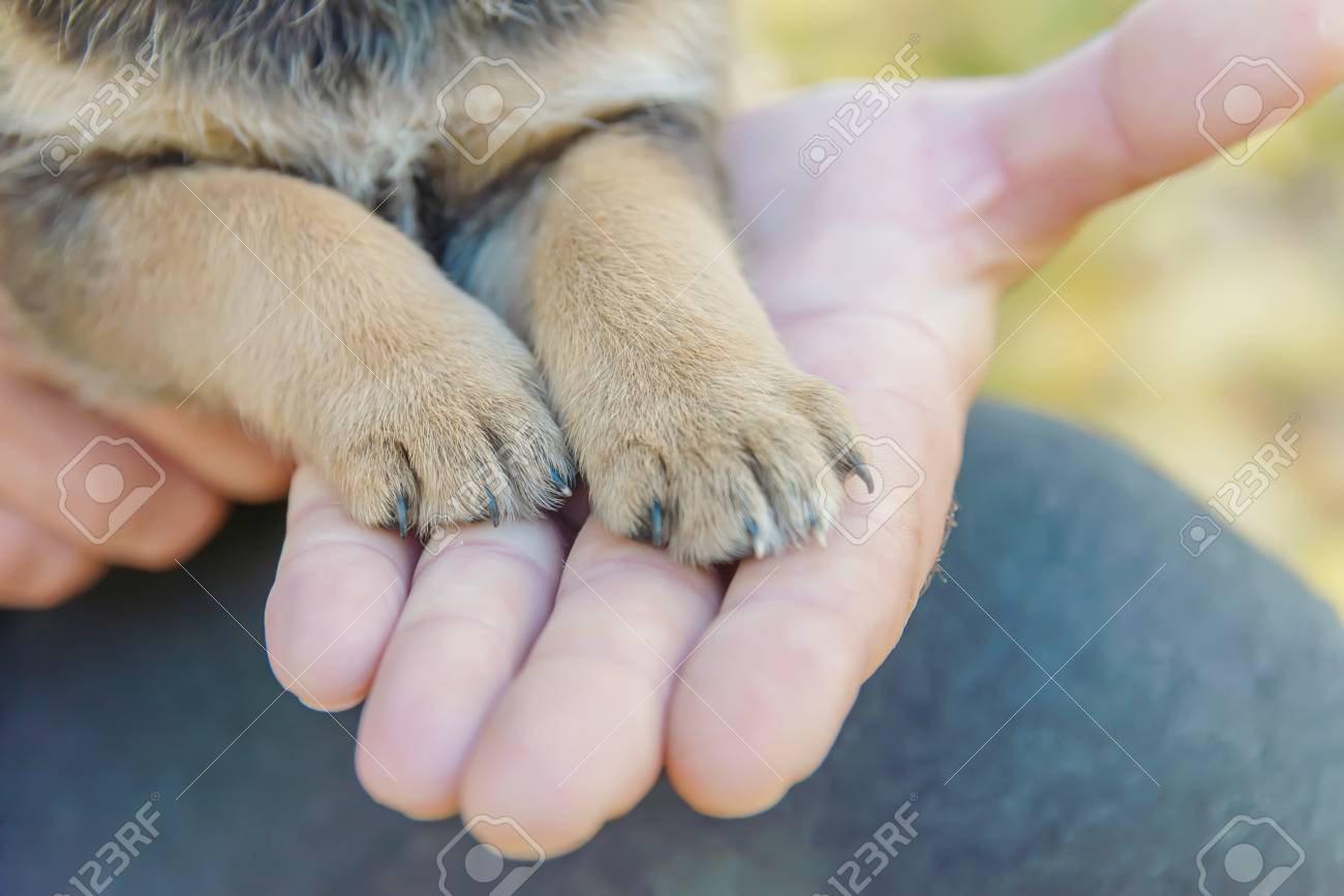 puppy paws
