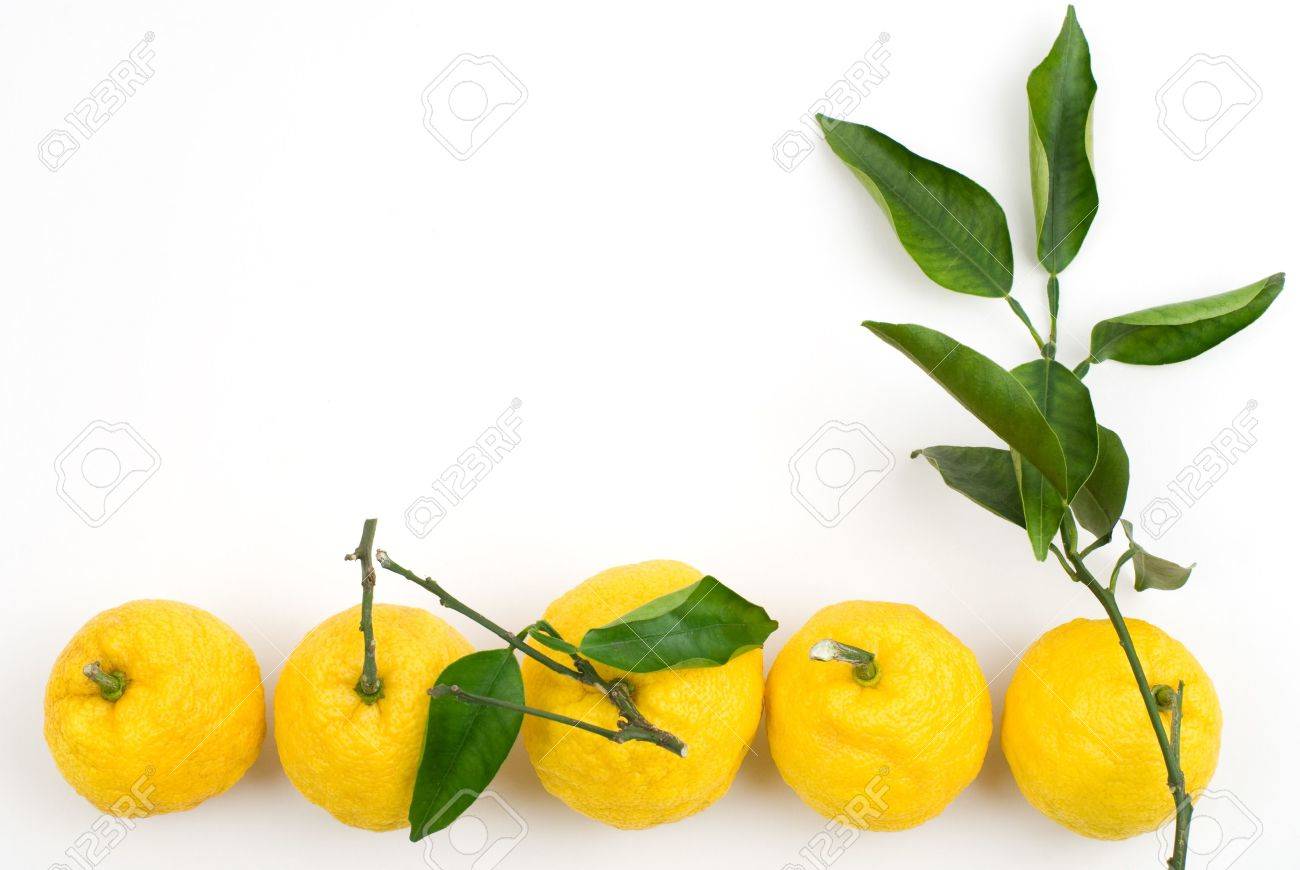 白い背景の上の柚子 の写真素材 画像素材 Image