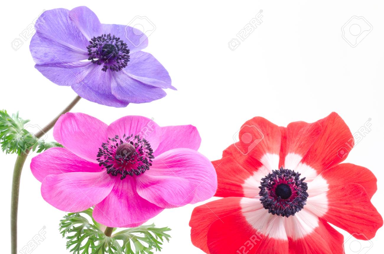 白で整理される 3 つの明るい色アネモネ花 の写真素材 画像素材 Image