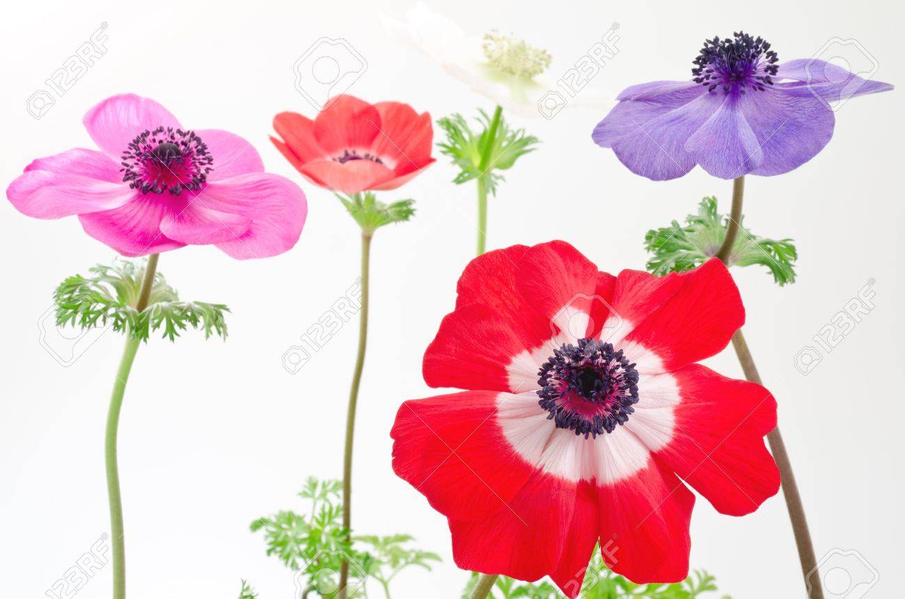 並んで 4 つのアネモネの花の前で赤いアネモネの花 の写真素材 画像素材 Image
