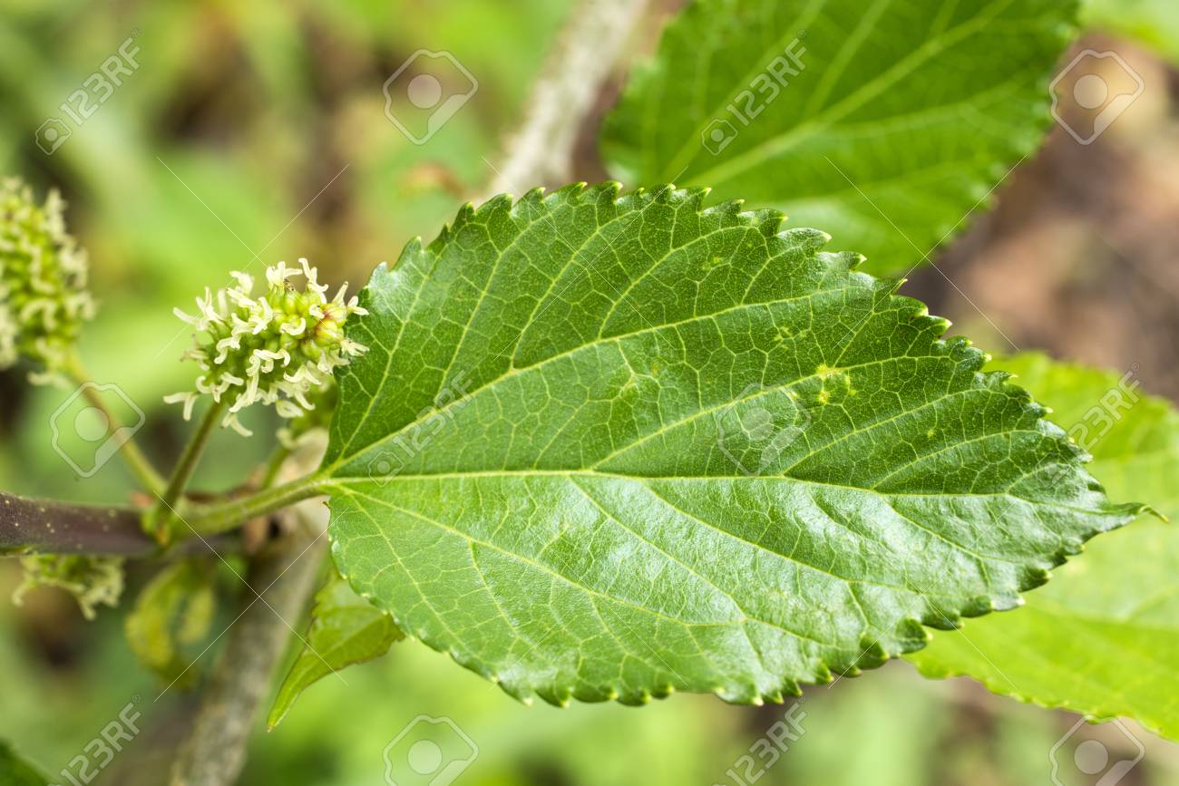 春の終わりに桑花と緑の葉を閉じる の写真素材 画像素材 Image
