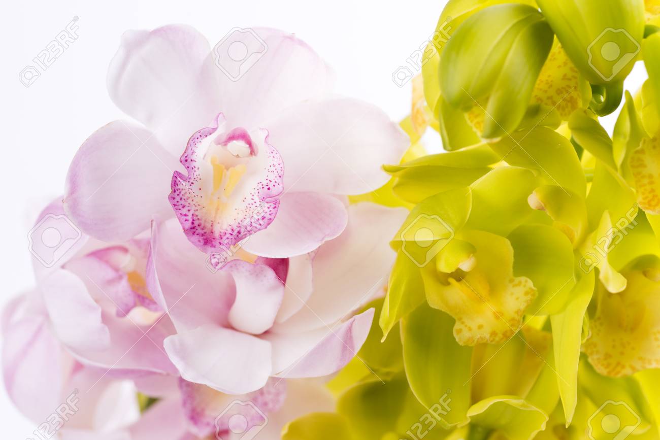 pale pink and yellow green orchid flowers in front of white