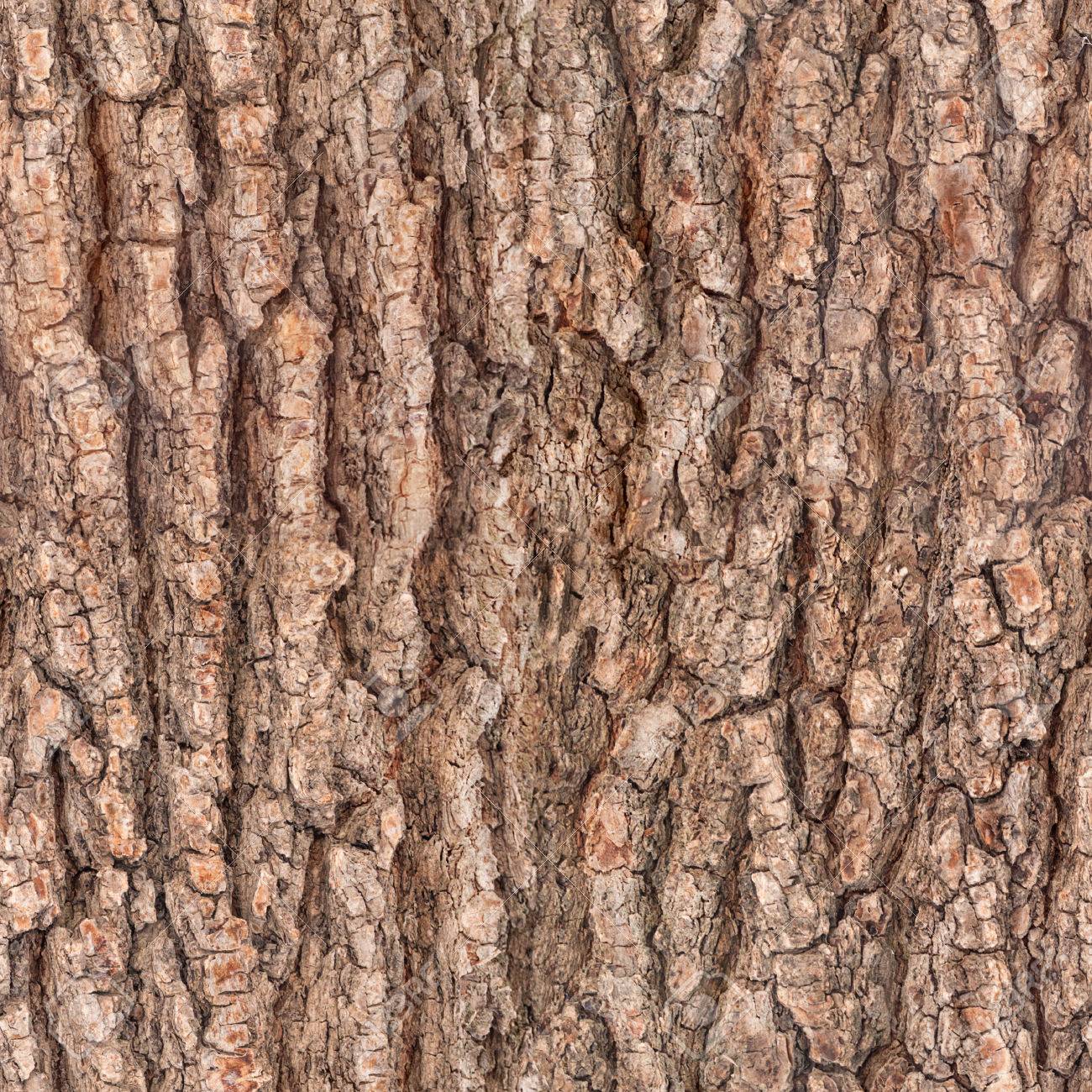 seamless bark tree texture - 35362760 seamless bark tree texture - 35362760