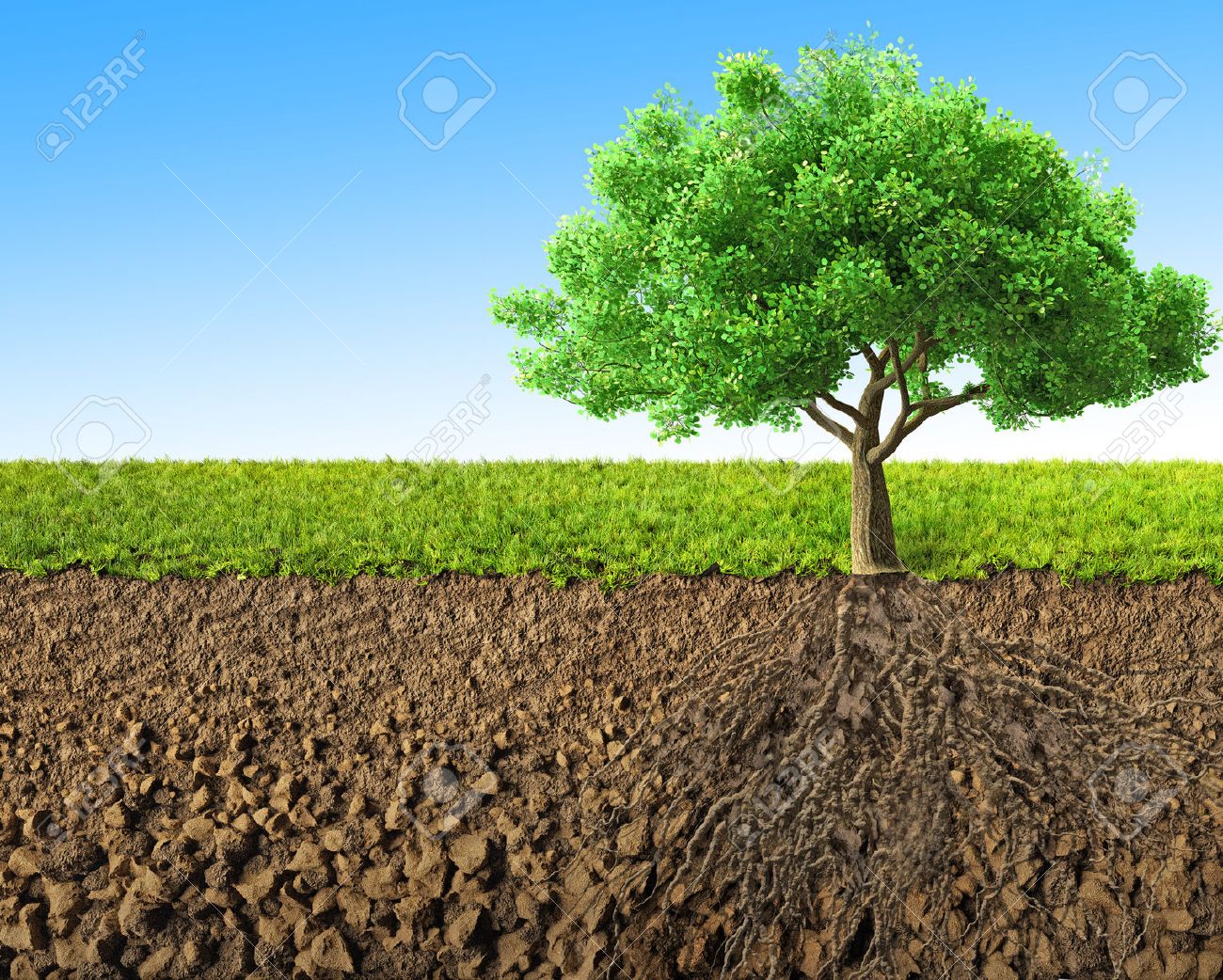 tree with roots 3D rendering - 45586810 tree with roots 3D rendering - 45586810