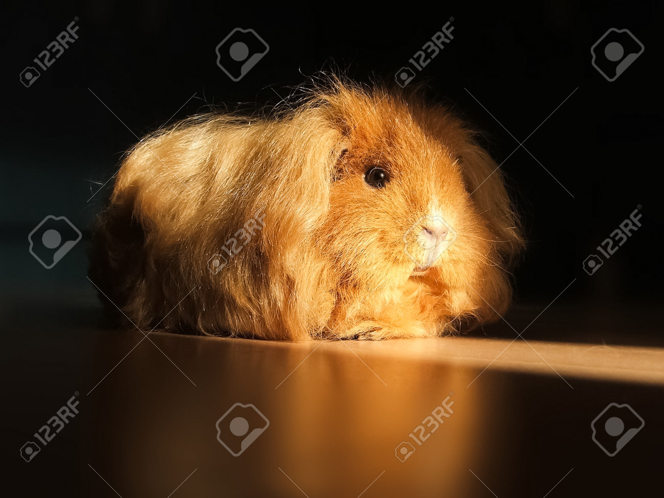 etiam-dictum-ipsum-a-felis