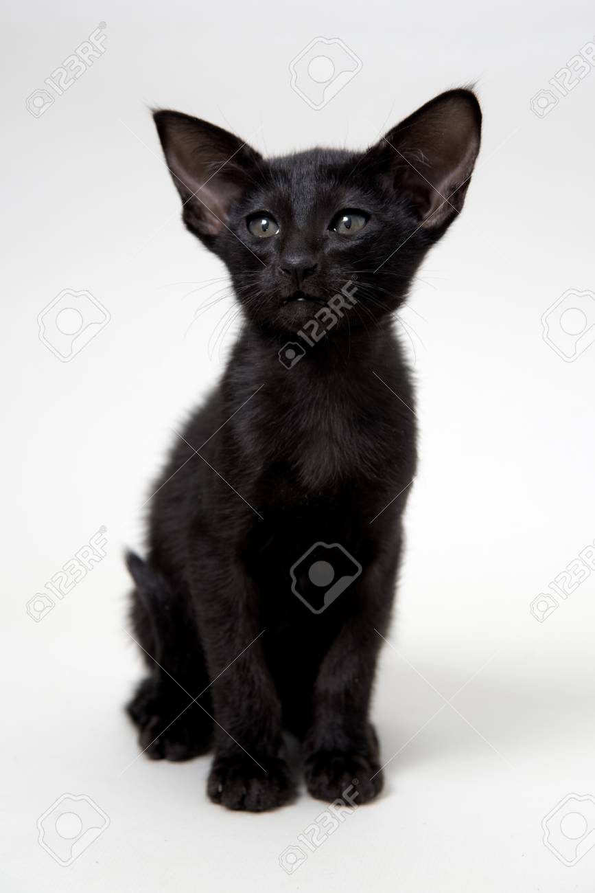 black oriental kitten