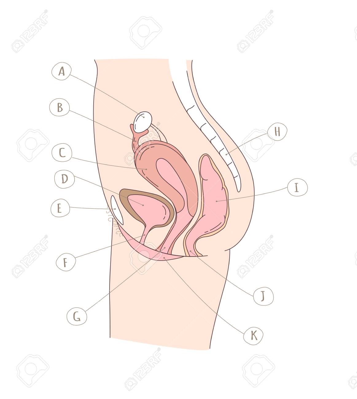 女性　肛門 
