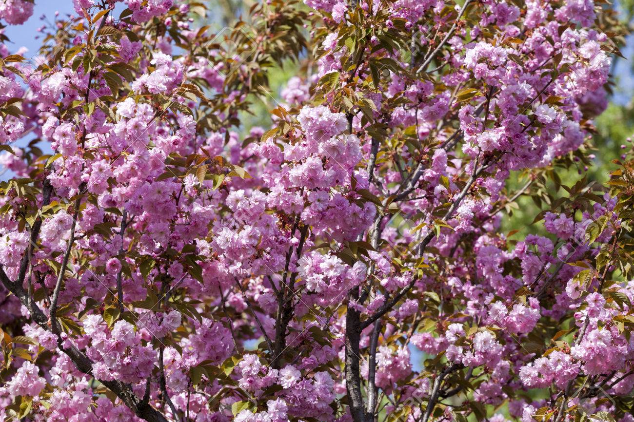 植物園で美しい日本の桜の開花 桜小 ログ 春 キエフ ウクライナ プルナスの Serrulata ピンク完璧 2 つの日本品種 P Shimidsu 桜 P 寒 X ハイブリッドは 1935 年にイギリスで飼育されました の写真素材 画像素材 Image