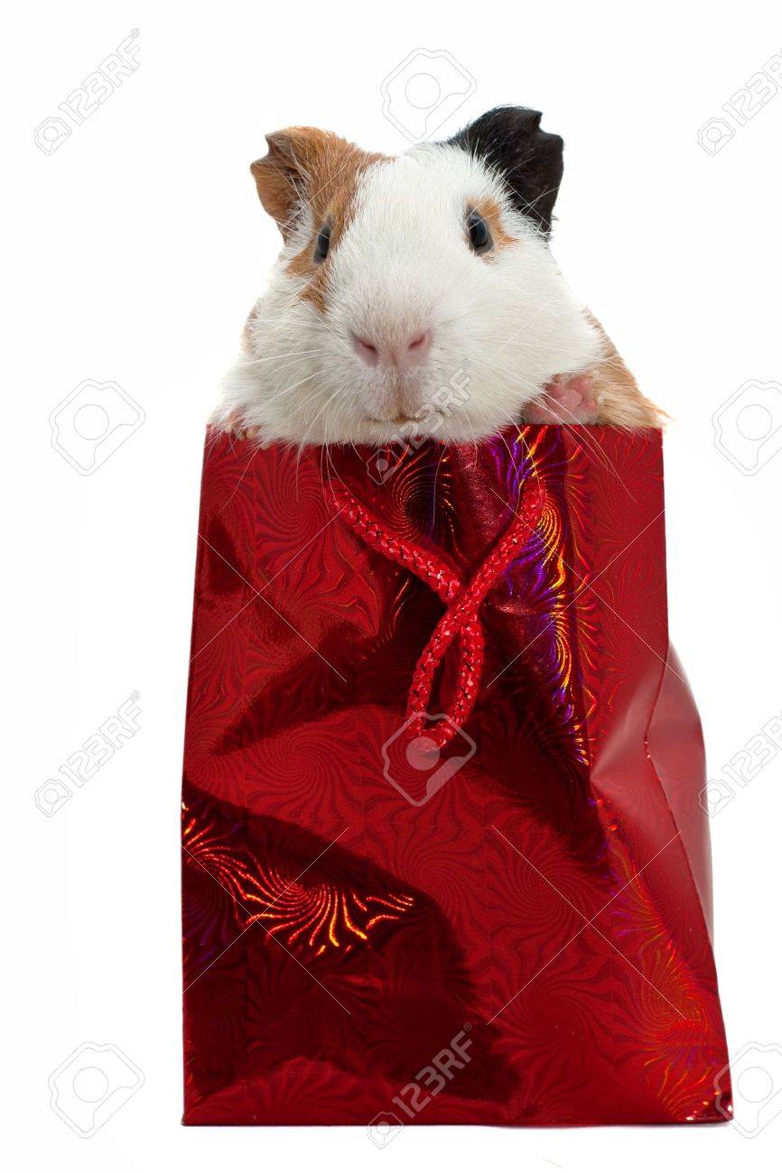 guinea pig bag