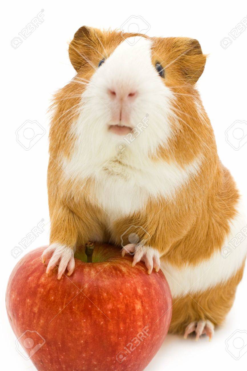 guinea pig apple