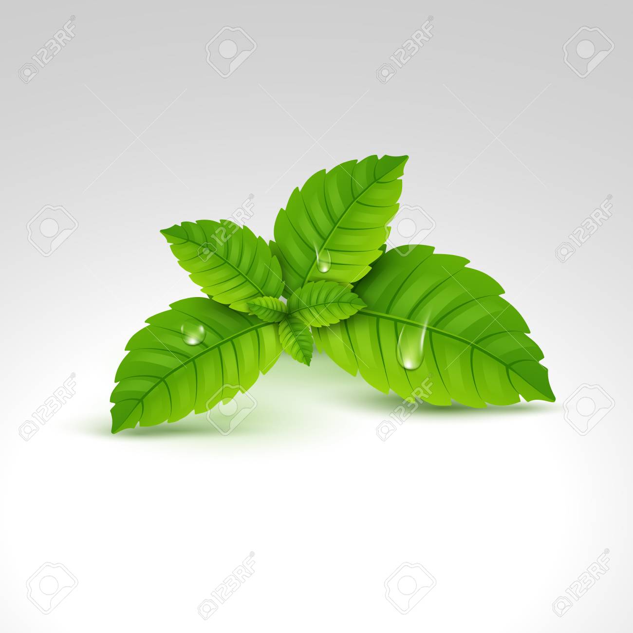 新鮮なミントの葉 メントールの健康的な香り ハーブの自然の植物 スペアミントグリーンリーフ のイラスト素材 ベクタ Image 新鮮なミントの葉 メントールの健康的な香り ハーブの自然の植物 スペアミントグリーンリーフ のイラスト素材 ベクタ Image