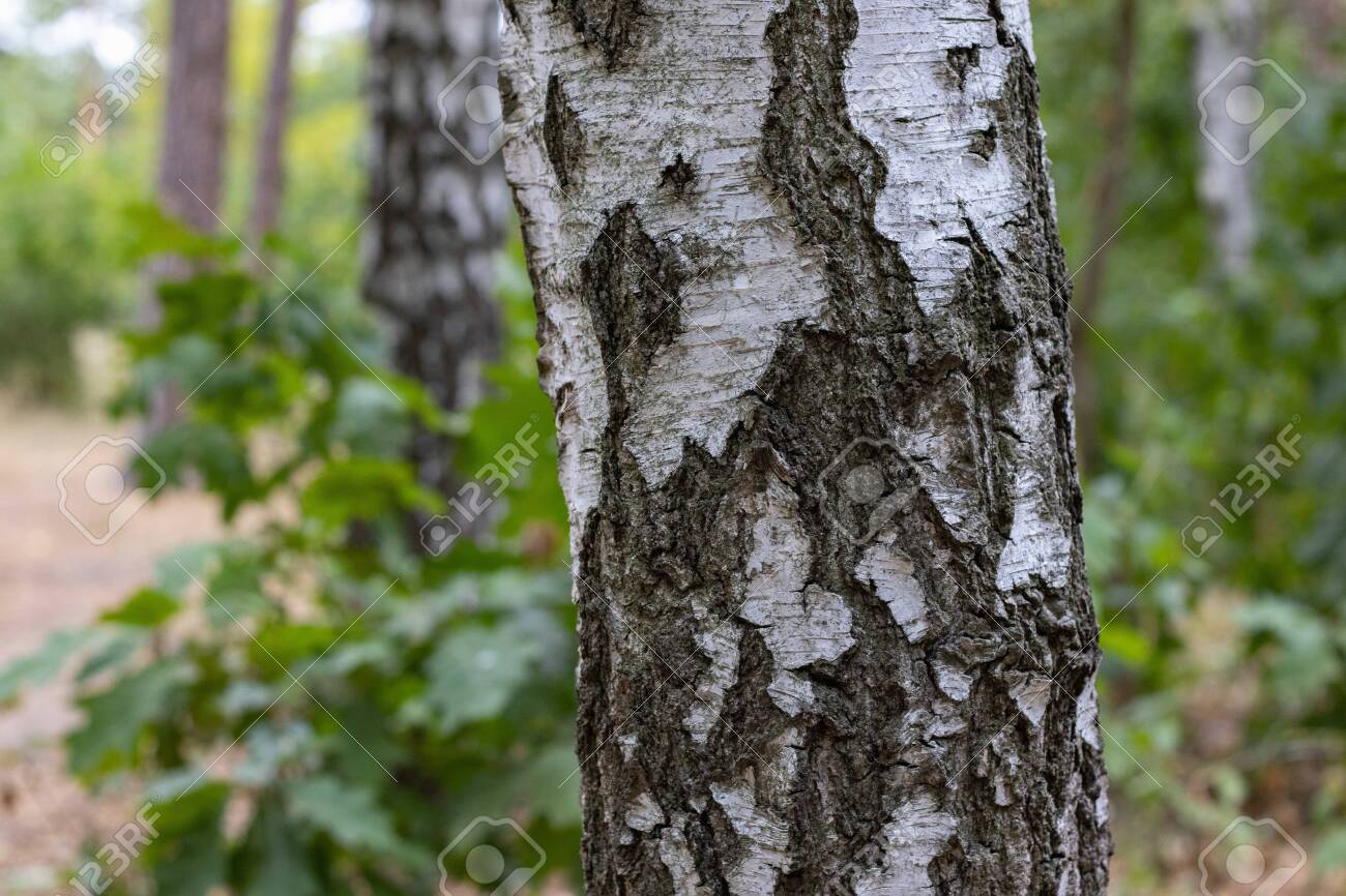Close up of the birch trunk located on a birchwood background - 131750601 Close up of the birch trunk located on a birchwood background - 131750601