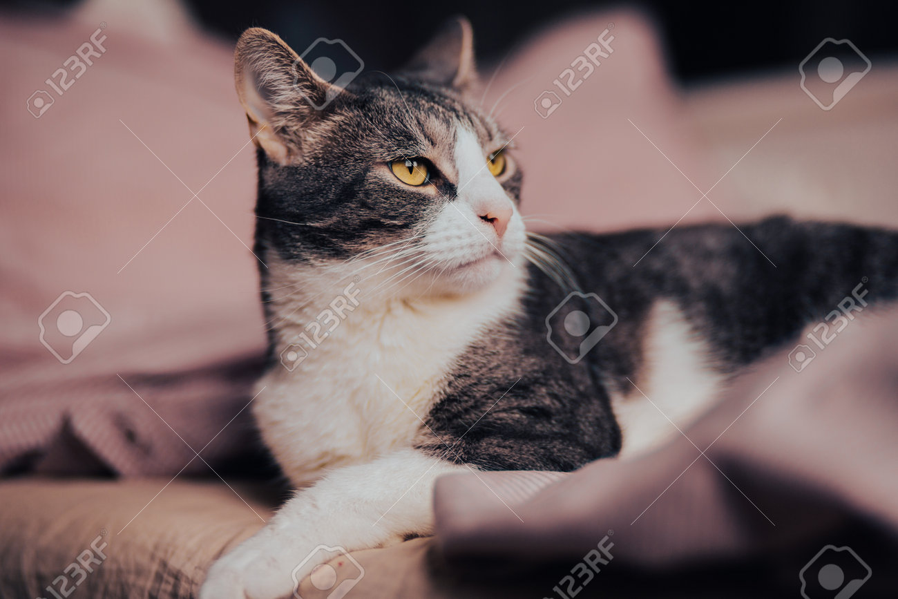etiam-dictum-ipsum-a-felis