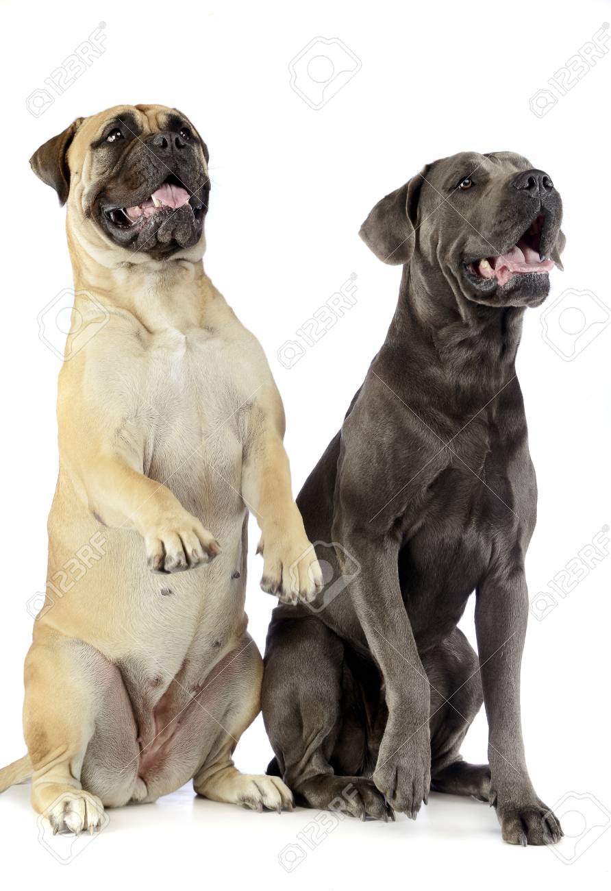 Bull Mastiff And Puppy Cane Corso Sitting And Standing In A White
