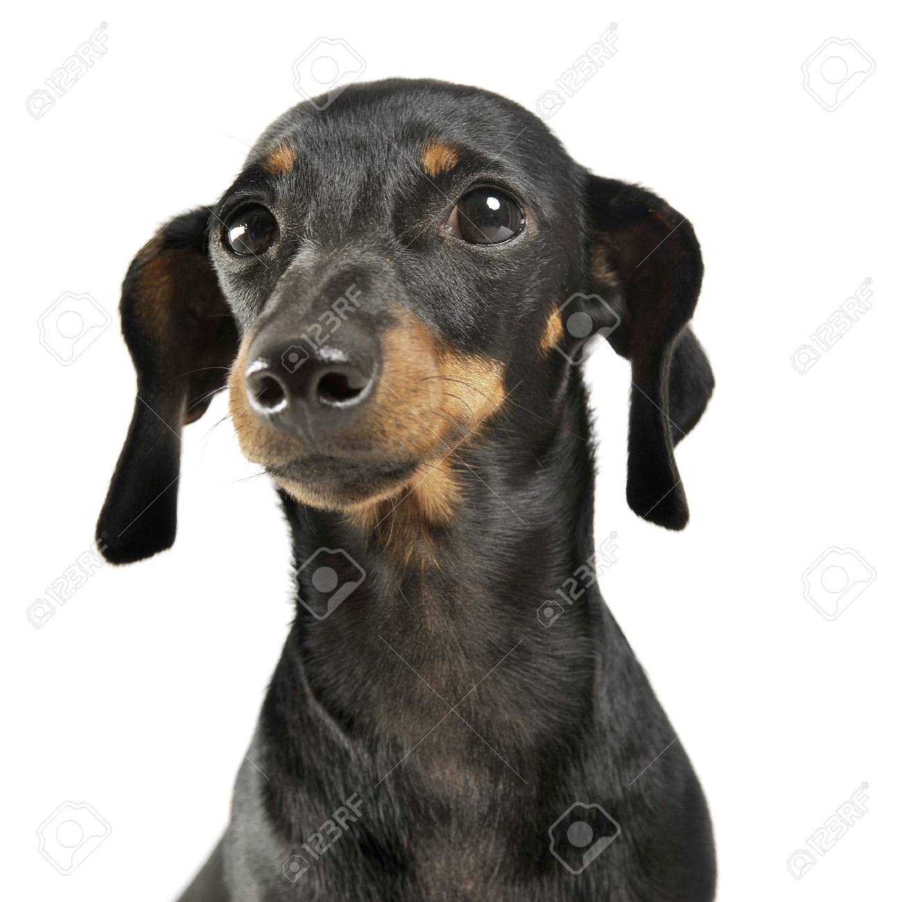 Short Hair Dachshund Portrait In A White Studio Stock Photo