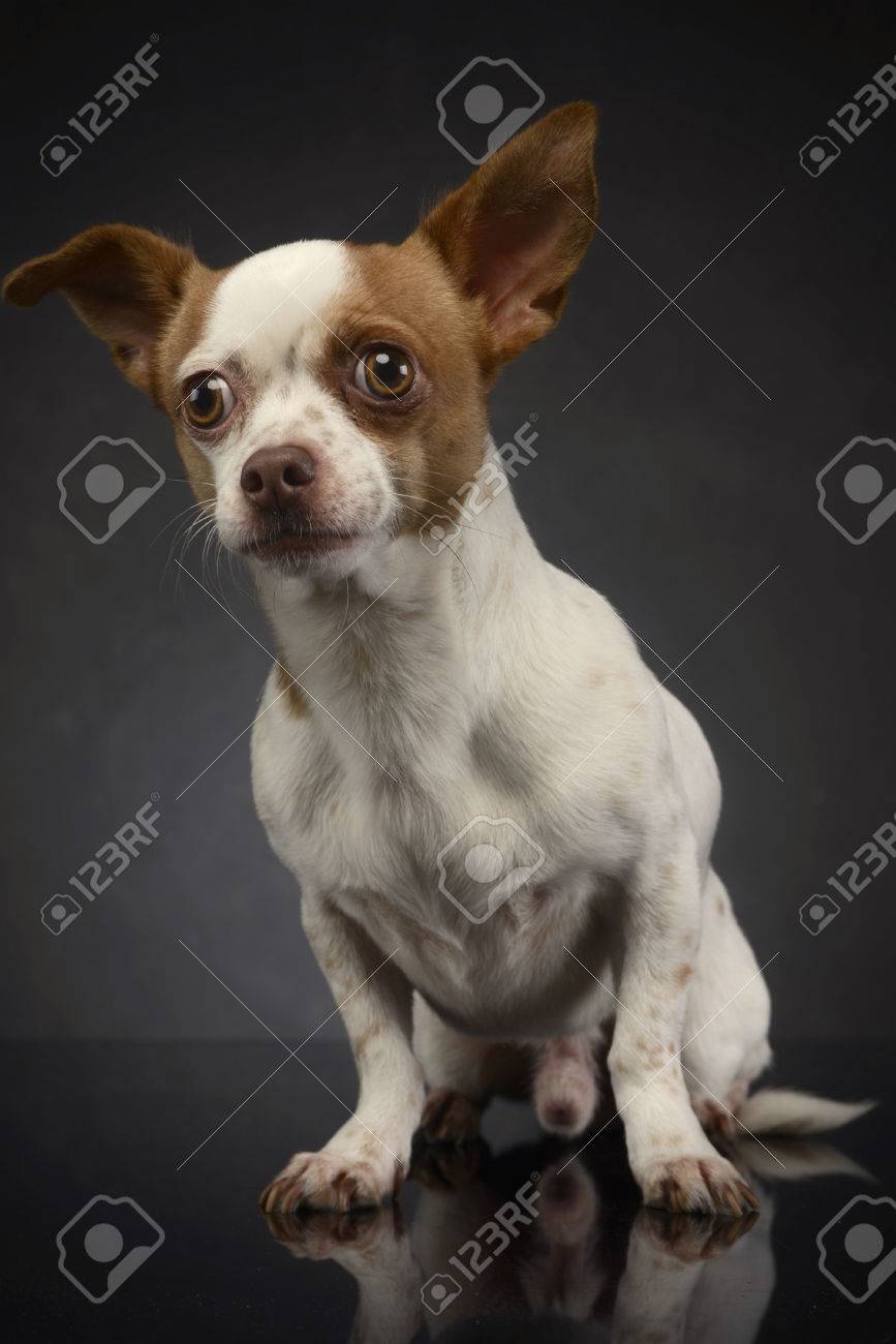 Ugly Chihuahua Sitting In A Dark Studio Stock Photo Picture And Royalty Free Image Image