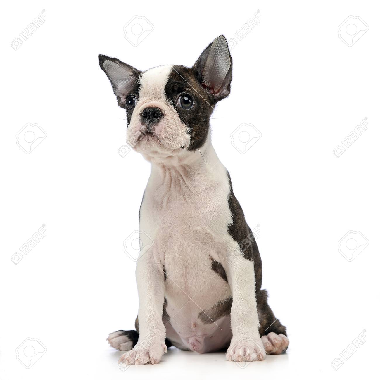 白の写真スタジオで子犬ボストン テリア の写真素材 画像素材 Image