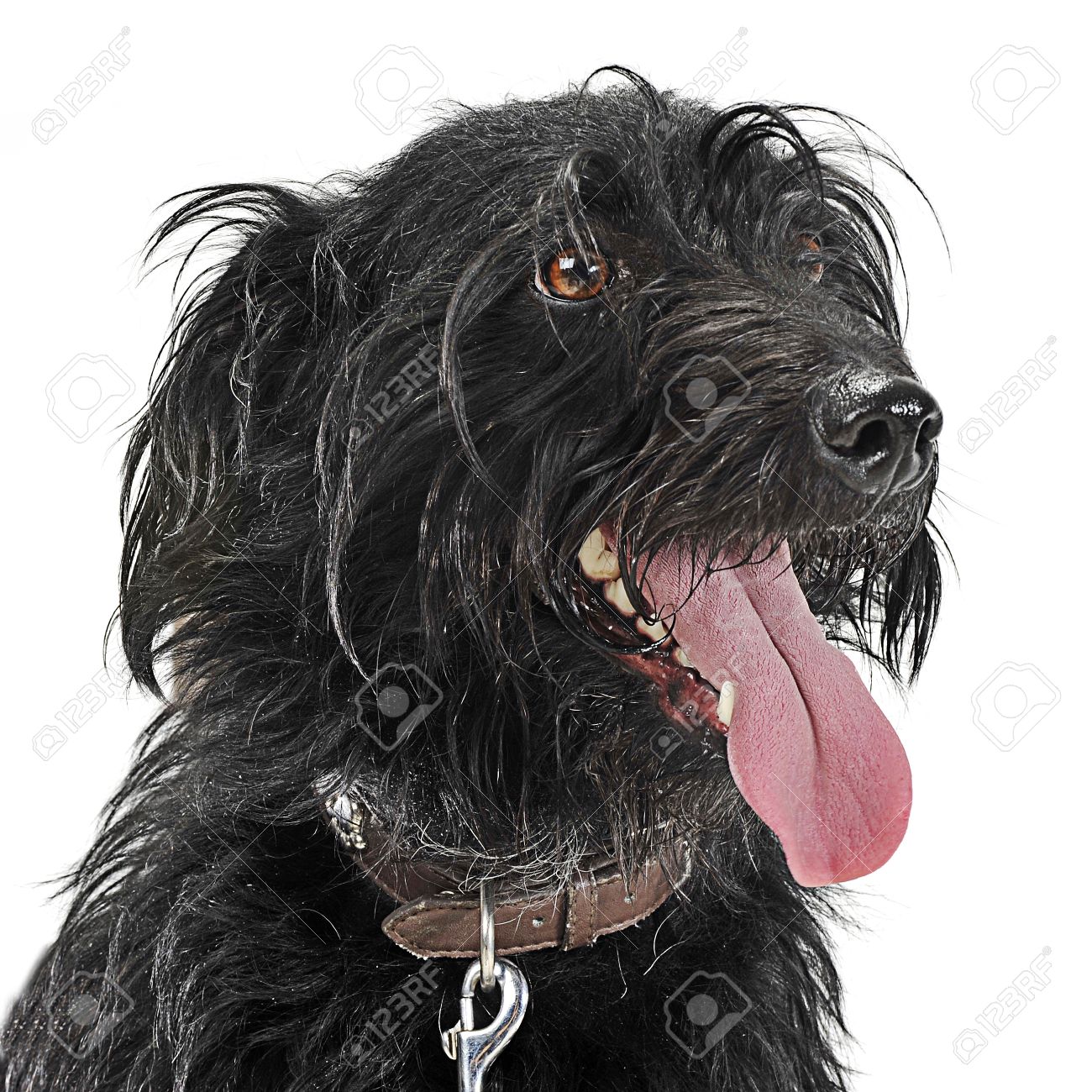 moustached parakeet cost