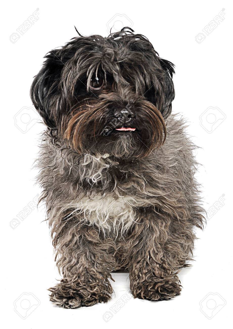 long haired tiny dogs