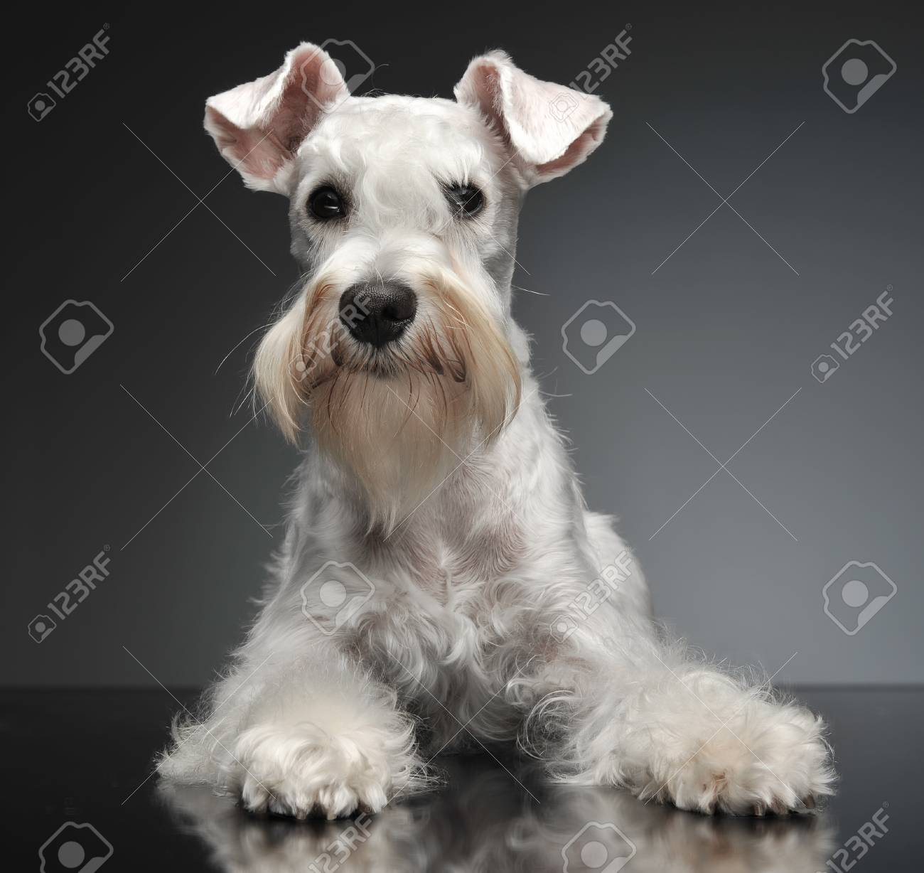 grey and white miniature schnauzer