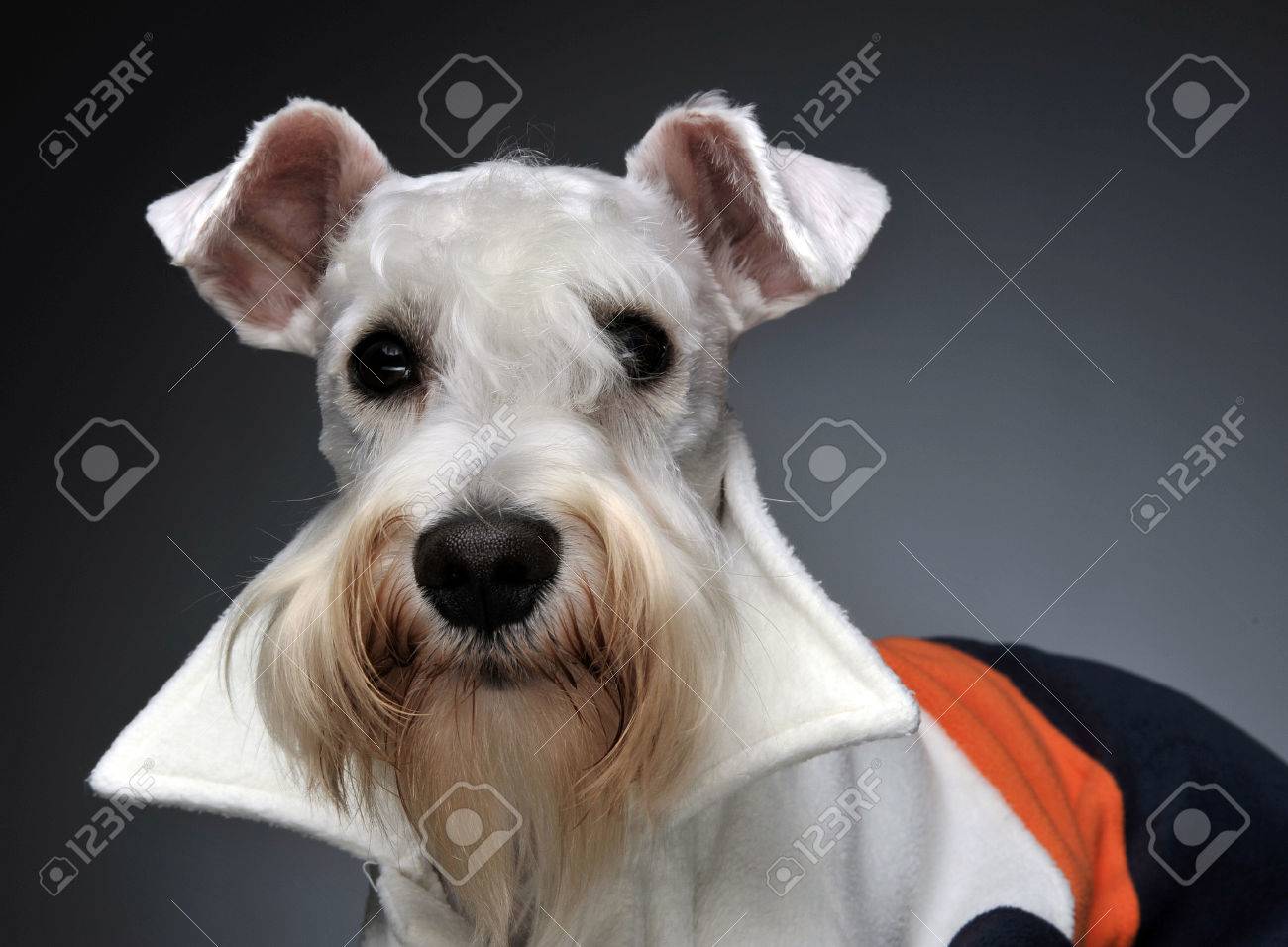 grey and white miniature schnauzer