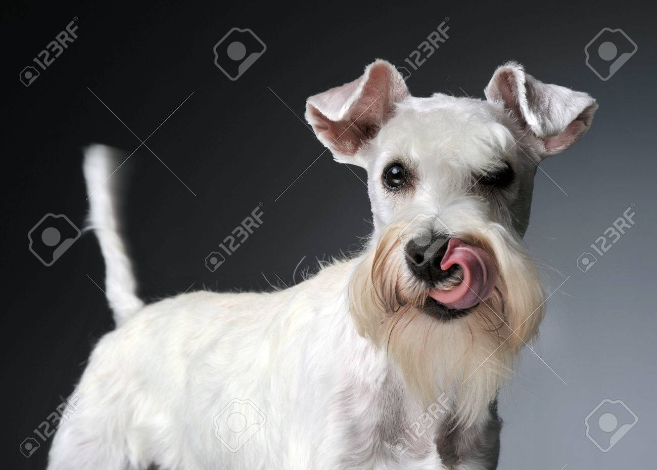 grey and white miniature schnauzer
