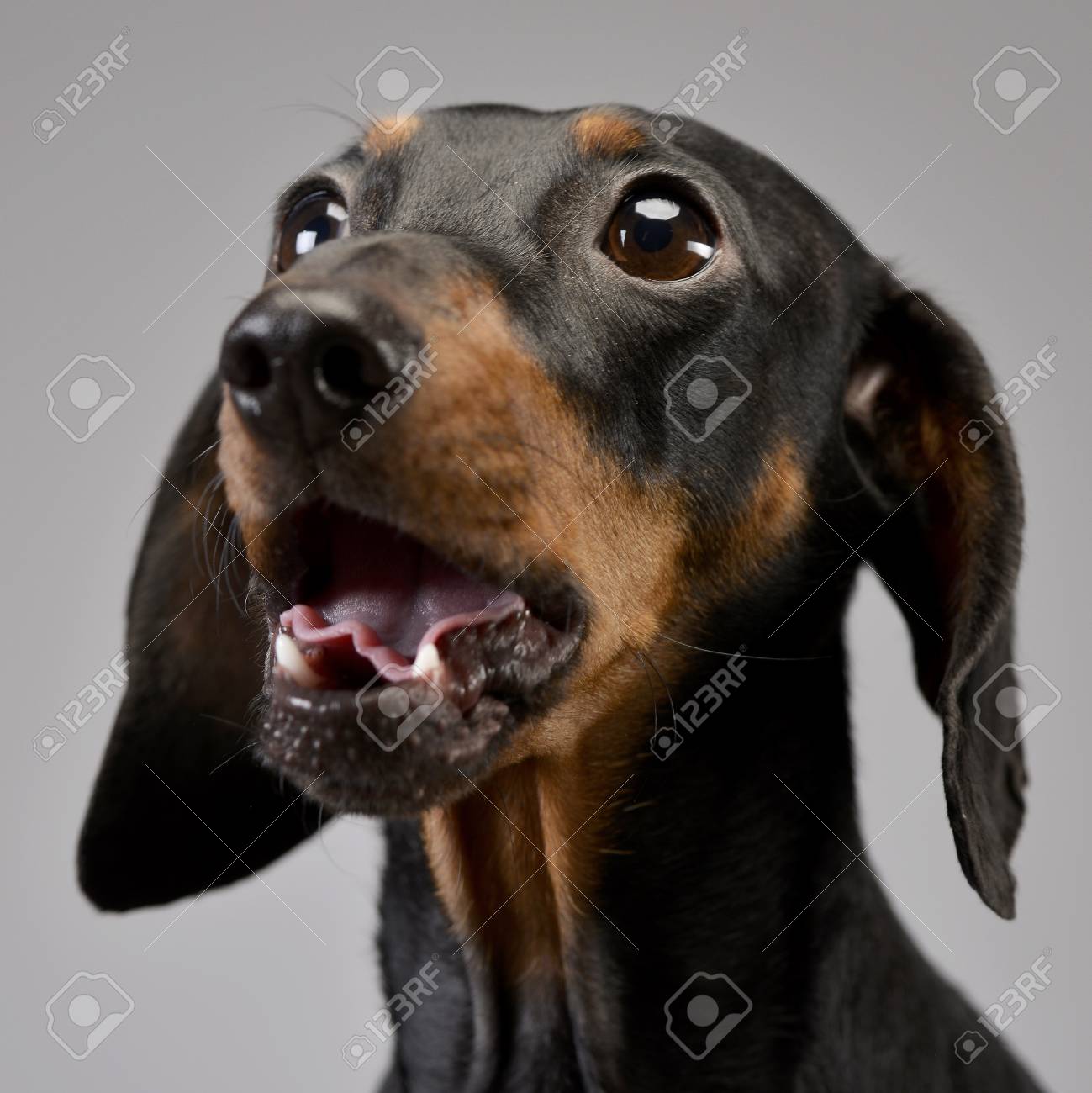 Portrait Of An Adorable Short Haired Dachshund Studio Shot