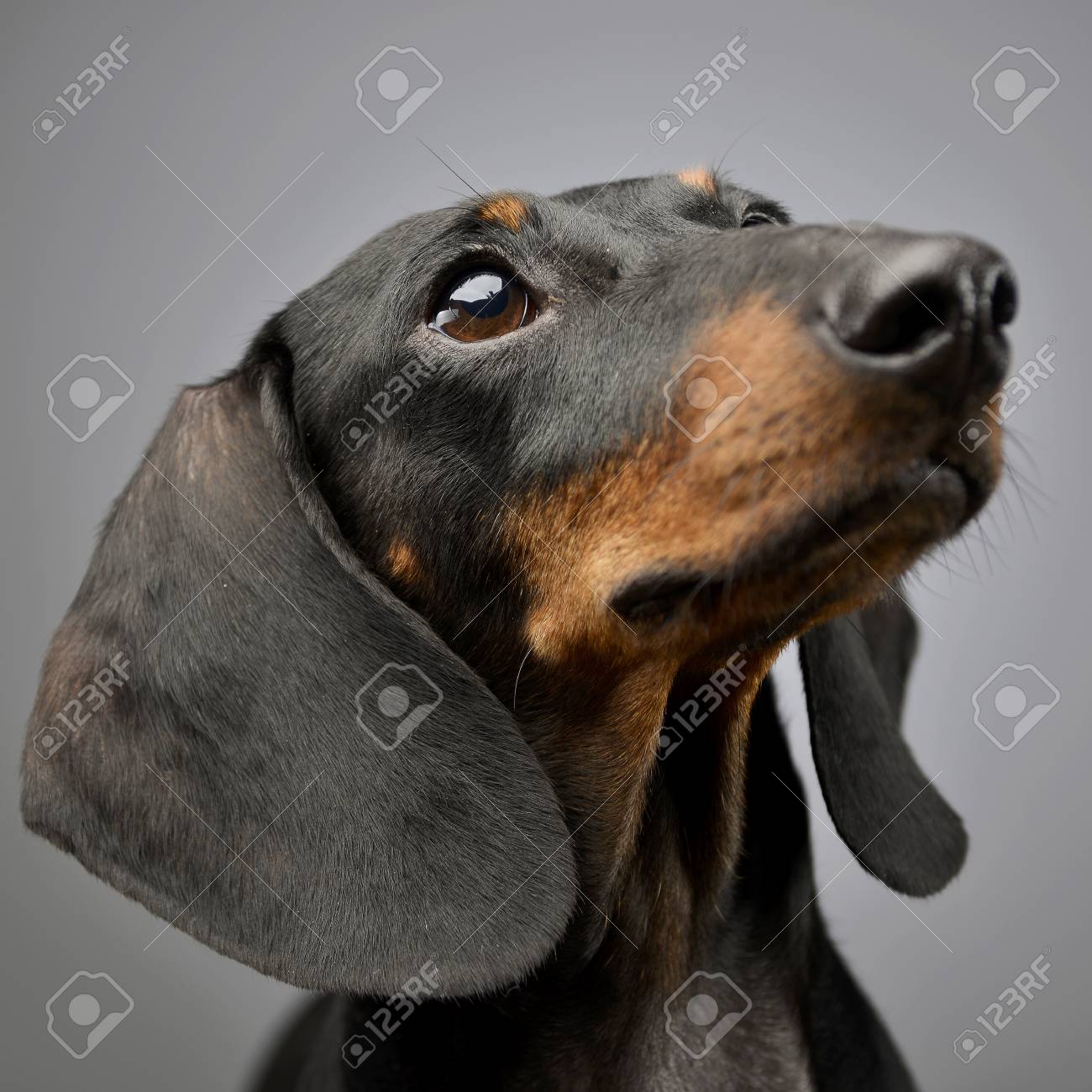 Portrait Of An Adorable Short Haired Dachshund Studio Shot