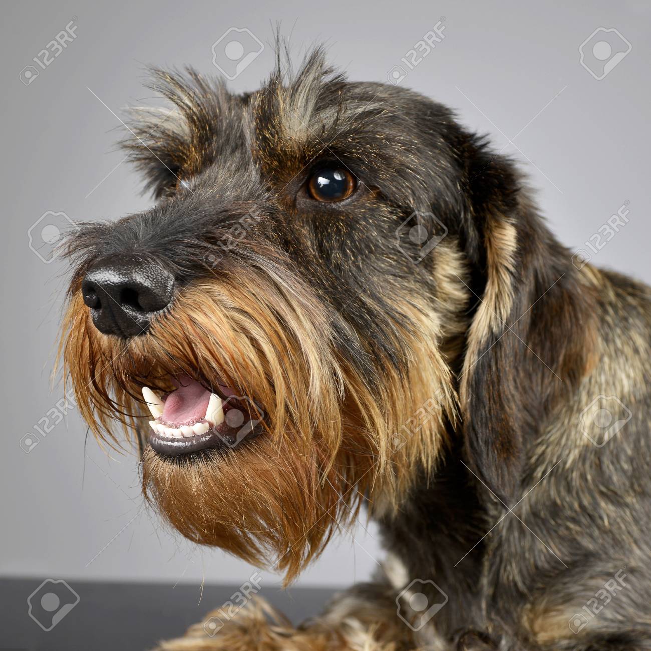 rough haired sausage dog