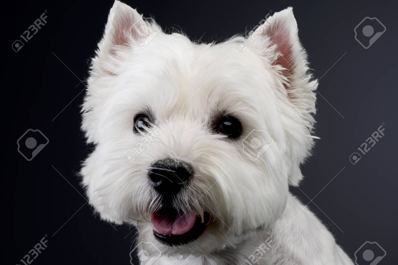 grey and white terrier