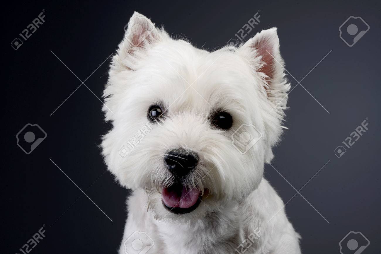 grey westie