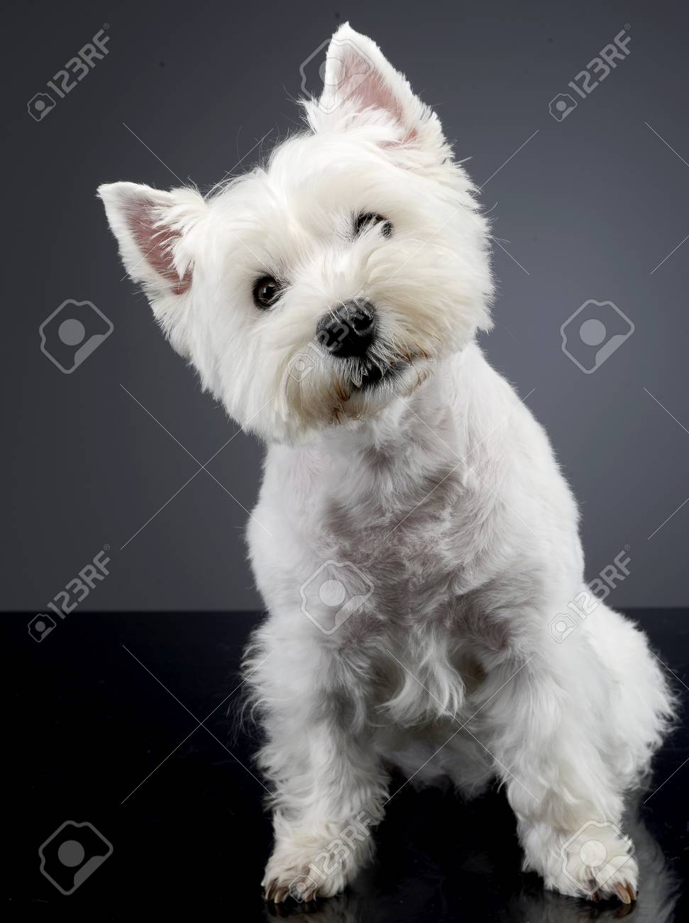 grey and white terrier