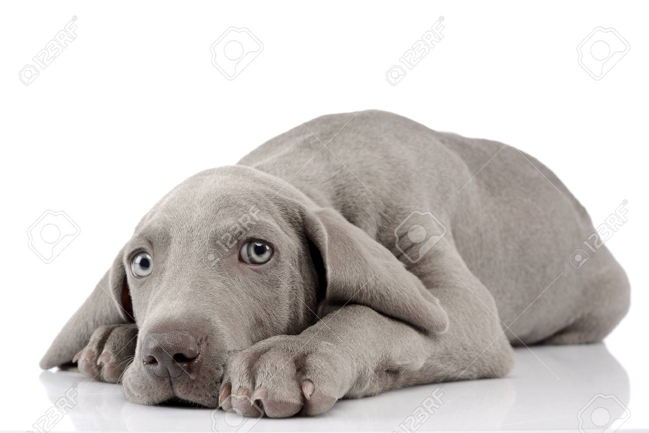 cute weimaraner puppies