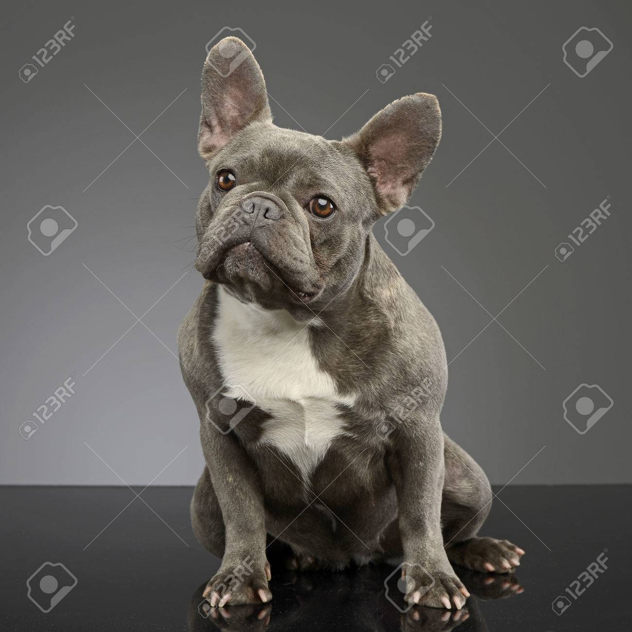 フレブル依存症様❤フレンチブルドッグ 印鑑スタンド