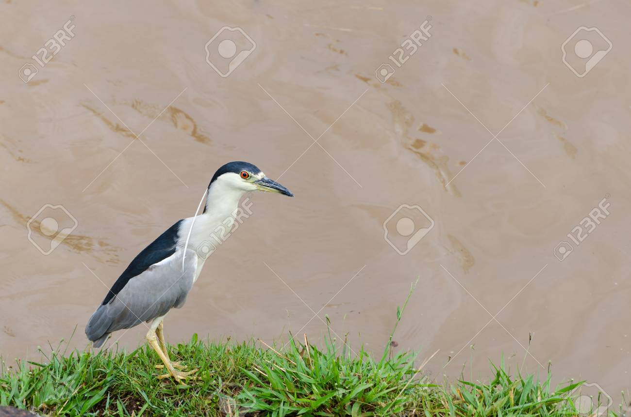川の端に狩猟鳥。ブラジルのパンタナールの地域からサギの種類 Soco
