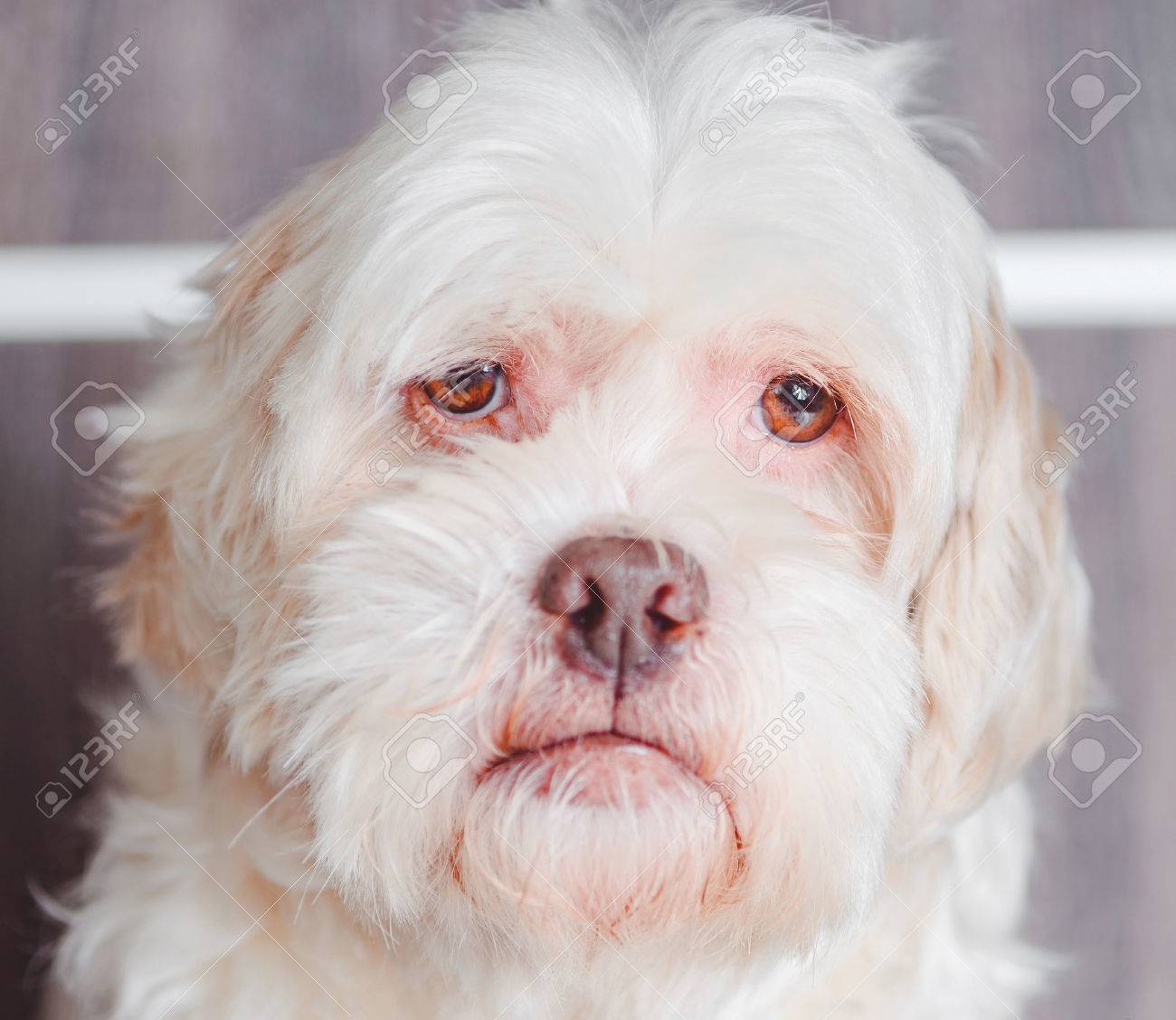 white lhasa dog
