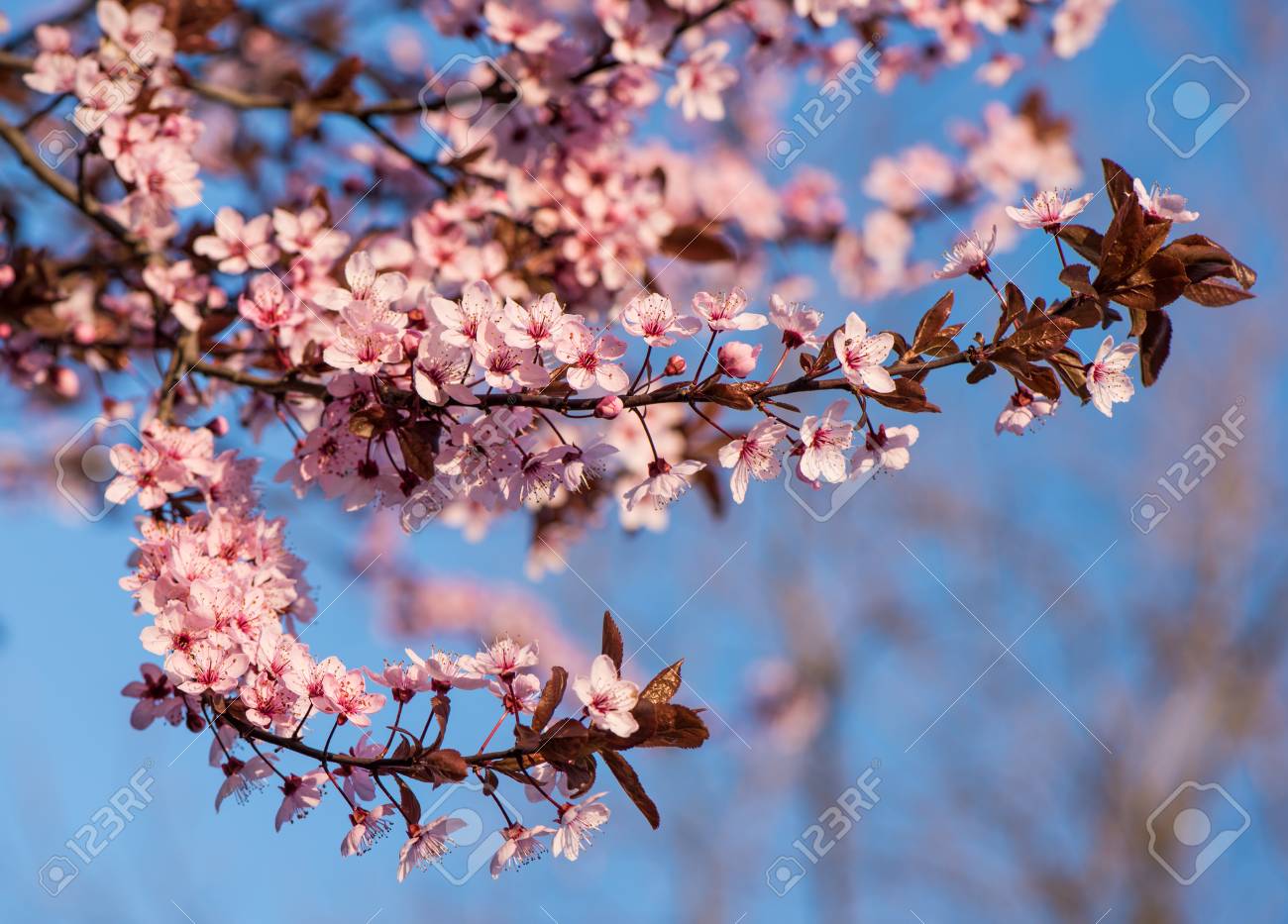 春にピンクの花の咲く木 春 晴れた日 の写真素材 画像素材 Image 春にピンクの花の咲く木 春 晴れた日 の写真素材 画像素材 Image