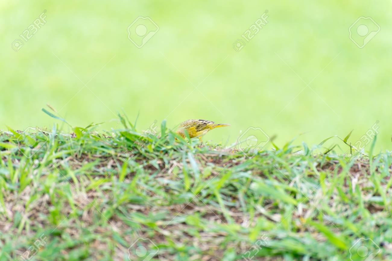 草の上にくちばしでプラスチックを保持する小さな黄色い鳥 の写真素材 画像素材 Image 草の上にくちばしでプラスチックを保持する小さな黄色い鳥 の写真素材 画像素材 Image