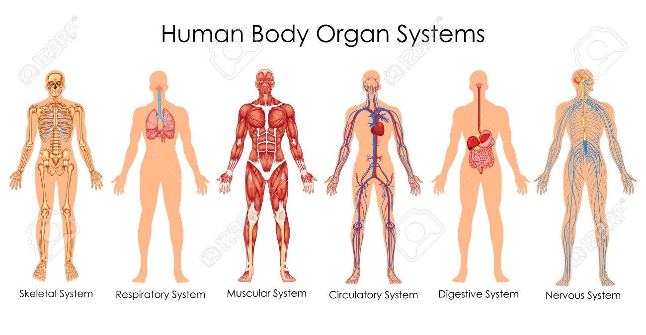 Body Organ Chart Diagram